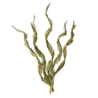 Vickerman 40-48" Twisted Coco Palm Stems, Dried 3 Vickerman 40-48" Twisted Coco Palm Stems, Dried