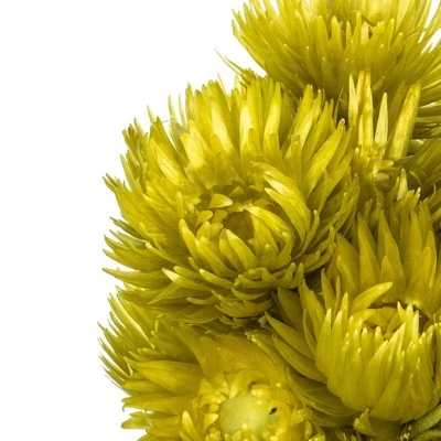 Vickerman 13-14" Natural Everlasting Flowers, Dried 4 Vickerman 13-14" Natural Everlasting Flowers, Dried - Image 2