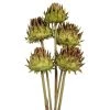 Vickerman 15" Artichoke Head with Reed Stem, Dried