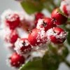 Sullivans Artificial Snowy Red Berry Leaf Stem Multicolor 23"H -Outdoor Christmas Decorations Sales GUEST 0e948f2c 546f 410a 8a1f 2636557fbe14