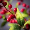 28"H Sullivans Red Berry And Leaf Spray; Green -Outdoor Christmas Decorations Sales GUEST 0f2d3fc5 1645 411c 912e e04f9210cf49