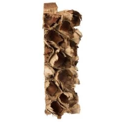 Vickerman Natural Giant Seed Pod Segment, Dried -Outdoor Christmas Decorations Sales GUEST 1fad859d 7306 4567 a094 31dc1e304b67