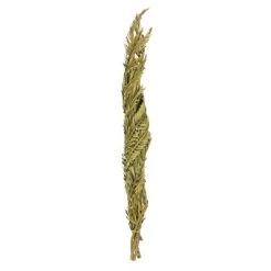 Vickerman 40-48" Twisted Coco Palm Stems, Dried 12 Vickerman 40-48" Twisted Coco Palm Stems, Dried -Outdoor Christmas Decorations Sales GUEST 2ea2be6e bf15 4ed0 aec9 b3d961d7ee88
