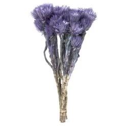 Vickerman 13-14" Natural Everlasting Flowers, Dried 14 Vickerman 13-14" Natural Everlasting Flowers, Dried -Outdoor Christmas Decorations Sales GUEST 363bc828 a6d3 4ae7 b814 aa920edeb746