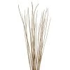 Vickerman 36"-40" Caba Spine Bundle, Dried 24oz 1 Vickerman 36"-40" Caba Spine Bundle, Dried 24oz -Outdoor Christmas Decorations Sales GUEST 3bada0af 4c65 4861 a9b8 61c3e11a1fd9