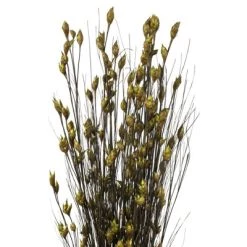 Vickerman 15-20" Natural Bell Grass with Seed Pods, Preserved