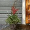 National Tree Company 48" Pre-Lit Potted Pine & Berries Artificial Plant with LED White Lights 1 National Tree Company 48" Pre-Lit Potted Pine & Berries Artificial Plant with LED White Lights -Outdoor Christmas Decorations Sales GUEST 46891408 e19a 47a3 b740 1d4cc25aab4a