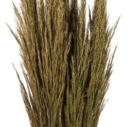 Vickerman 36"-40" Plume Reed Bundle, Preserved 14 Vickerman 36"-40" Plume Reed Bundle, Preserved -Outdoor Christmas Decorations Sales GUEST 508ec76d 04d9 430c 96f6 05427c27fa9f