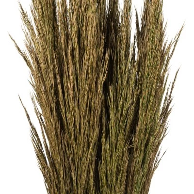 Vickerman 36"-40" Plume Reed Bundle, Preserved 4 Vickerman 36"-40" Plume Reed Bundle, Preserved - Image 2