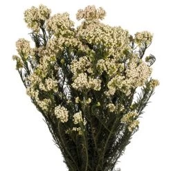 Vickerman 16" Rice Flower, 4.25oz Preserved