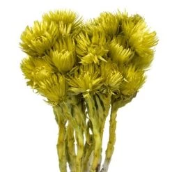 Vickerman 13-14" Natural Everlasting Flowers, Dried
