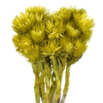 Vickerman 13-14" Natural Everlasting Flowers, Dried 3 Vickerman 13-14" Natural Everlasting Flowers, Dried