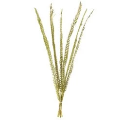 Vickerman Natural Stem, Dried 9 Vickerman Natural Stem, Dried -Outdoor Christmas Decorations Sales GUEST 72873d9f ad0b 43a7 a97e 06f1f06db23d