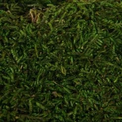 Vickerman Sheet Moss, 8oz Preserved