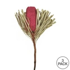 Vickerman 12" Natural Jumbo Banksia Flower with Stem