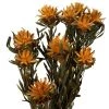 Vickerman Plumosum Bundle, Preserved -Outdoor Christmas Decorations Sales GUEST 879ffe21 dc58 4d2e aa48 8165a79312cb