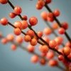 44"H Sullivans Fall Orange Ilex Berry Spray; Orange -Outdoor Christmas Decorations Sales GUEST 88f6948e ebf8 4c8a 82c7 ae083ad434ff
