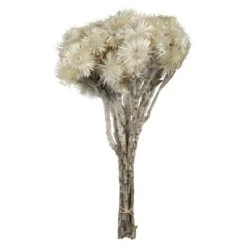 Vickerman 13-14" Natural Everlasting Flowers, Dried 15 Vickerman 13-14" Natural Everlasting Flowers, Dried -Outdoor Christmas Decorations Sales GUEST 8e72ca9b bbd6 437e 8b5c 45ac0493eaca