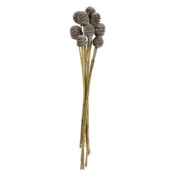 Vickerman Platy Cone attached to a Reed Stem, Dried 15 Vickerman Platy Cone attached to a Reed Stem, Dried -Outdoor Christmas Decorations Sales GUEST a5ca706d 49a7 4b8f af93 dcae788a90aa