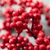 Sullivans Artificial Red Berry Stem Red 29.5"H -Outdoor Christmas Decorations Sales GUEST a77c92ec 5625 4222 832c 36019d9ef10c