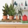 3pc Potted Mixed Greenery Christmas Artificial Plant in Wood Tray Green/Brown - Wondershop™ -Outdoor Christmas Decorations Sales GUEST ab785276 467c 4d85 9ef0 a0413245b7ff