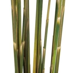 Vickerman 36"-40" Plume Reed Bundle, Preserved 16 Vickerman 36"-40" Plume Reed Bundle, Preserved -Outdoor Christmas Decorations Sales GUEST acc967d7 a02d 46a0 af0c 143fe218ac84