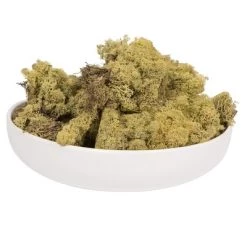 Vickerman Reindeer Moss, Preserved, 2 Lbs per Box -Outdoor Christmas Decorations Sales GUEST ade152c2 3bbb 4410 9d4f 1520d3f5a47b