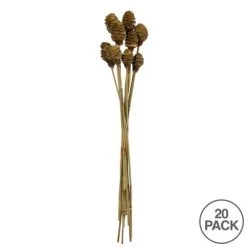 Vickerman Platy Cone with Reed Stem, Dried -Outdoor Christmas Decorations Sales GUEST b4179d1c e588 432d 9e76 845beb32dbc8