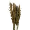 Vickerman 36"-40" Plume Reed Bundle, Preserved 2 Vickerman 36"-40" Plume Reed Bundle, Preserved -Outdoor Christmas Decorations Sales GUEST bfe7dd21 438c 46ec 8b01 eabc04c3986d