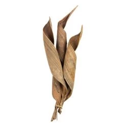 Vickerman Coco Paddle, Dried 6 Pack 13 Vickerman Coco Paddle, Dried 6 Pack -Outdoor Christmas Decorations Sales GUEST cbee7921 f597 4cff a8e8 d3773dfe7aef 1