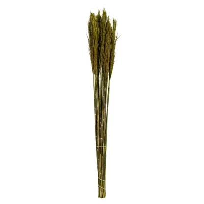 Vickerman 36"-40" Plume Reed Bundle, Preserved 12 Vickerman 36"-40" Plume Reed Bundle, Preserved - Image 10