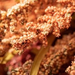 Sullivans Artificial Autumn Seed Grass Stem Multicolor 33.5"H Set of 2