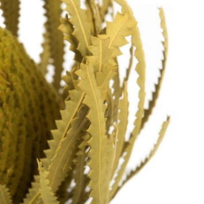 Vickerman 12" Banksia Flower with Dyed Foliage, Dried 5 Vickerman 12" Banksia Flower with Dyed Foliage, Dried - Image 3