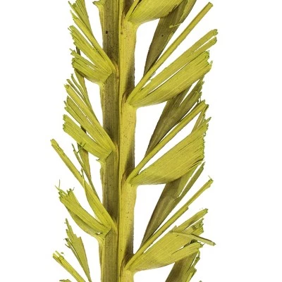 Vickerman Natural Stem, Dried 4 Vickerman Natural Stem, Dried - Image 2