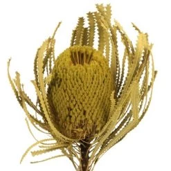 Vickerman 12" Banksia Flower with Dyed Foliage, Dried