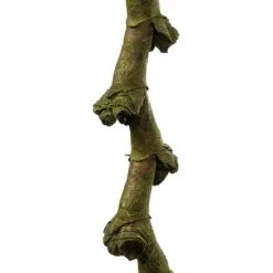 Vickerman Ladder Branches, Dried