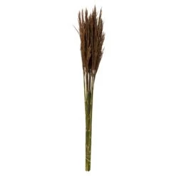 Vickerman 36"-40" Plume Reed Bundle, Preserved 20 Vickerman 36"-40" Plume Reed Bundle, Preserved -Outdoor Christmas Decorations Sales GUEST f44e5bd5 88f5 4606 94ca df42f371fc5c