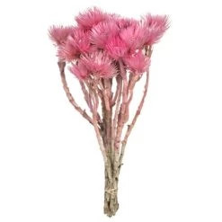 Vickerman 13-14" Natural Everlasting Flowers, Dried 13 Vickerman 13-14" Natural Everlasting Flowers, Dried -Outdoor Christmas Decorations Sales GUEST f59c13ee c65b 452d b4e3 6fa87ea1955e